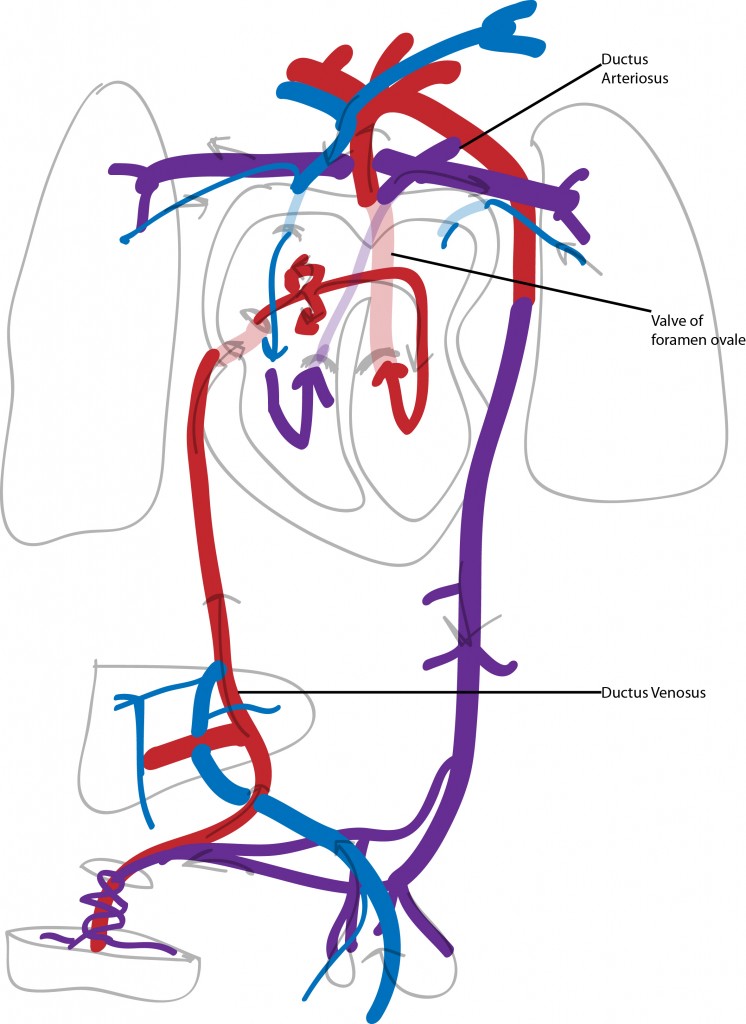 fetal circulation