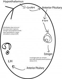 menstrual cycle animation 